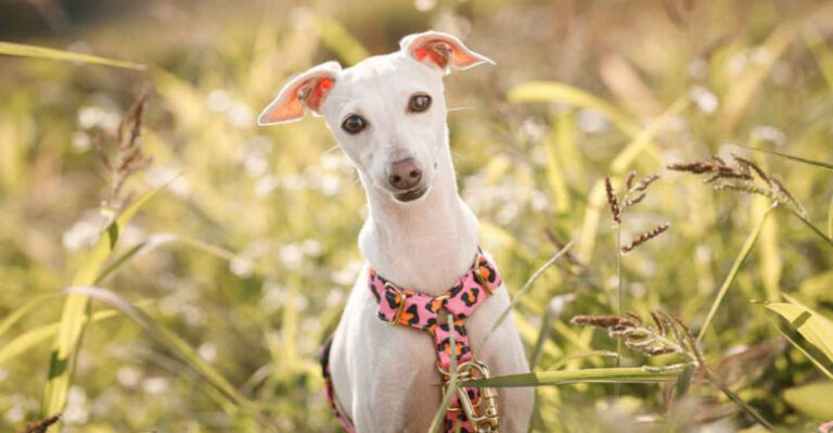 17 Dog Breeds Available In Pure White Coats