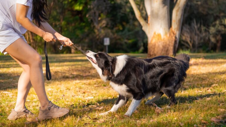 17 Dog Breeds Not Suited For Beginner Owners