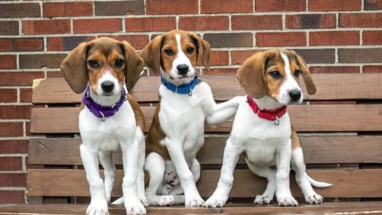17 Dog Breeds That Used To Be Popular But Are Now Rare