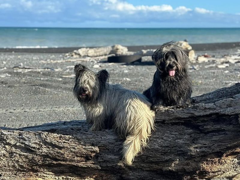 Skye Terrier