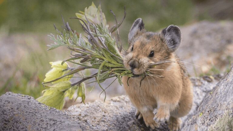 17 Elusive Mammals Hiding In America’s Mountains You’ll Probably Miss On Your Hike