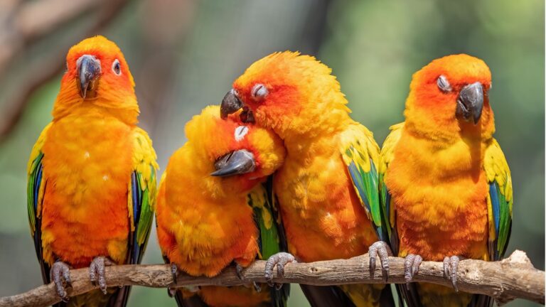 17 Exotic Birds You Can Keep As Pets In The USA