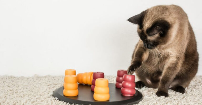 17 Facts About How Cats’ Brains Work