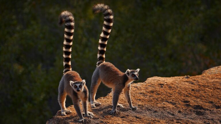 17 Facts About The Lemurs Of Madagascar