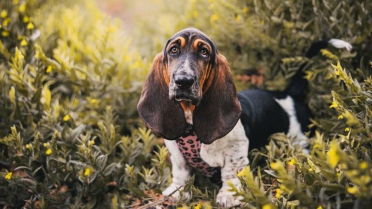 17 Fun Facts About Basset Hounds