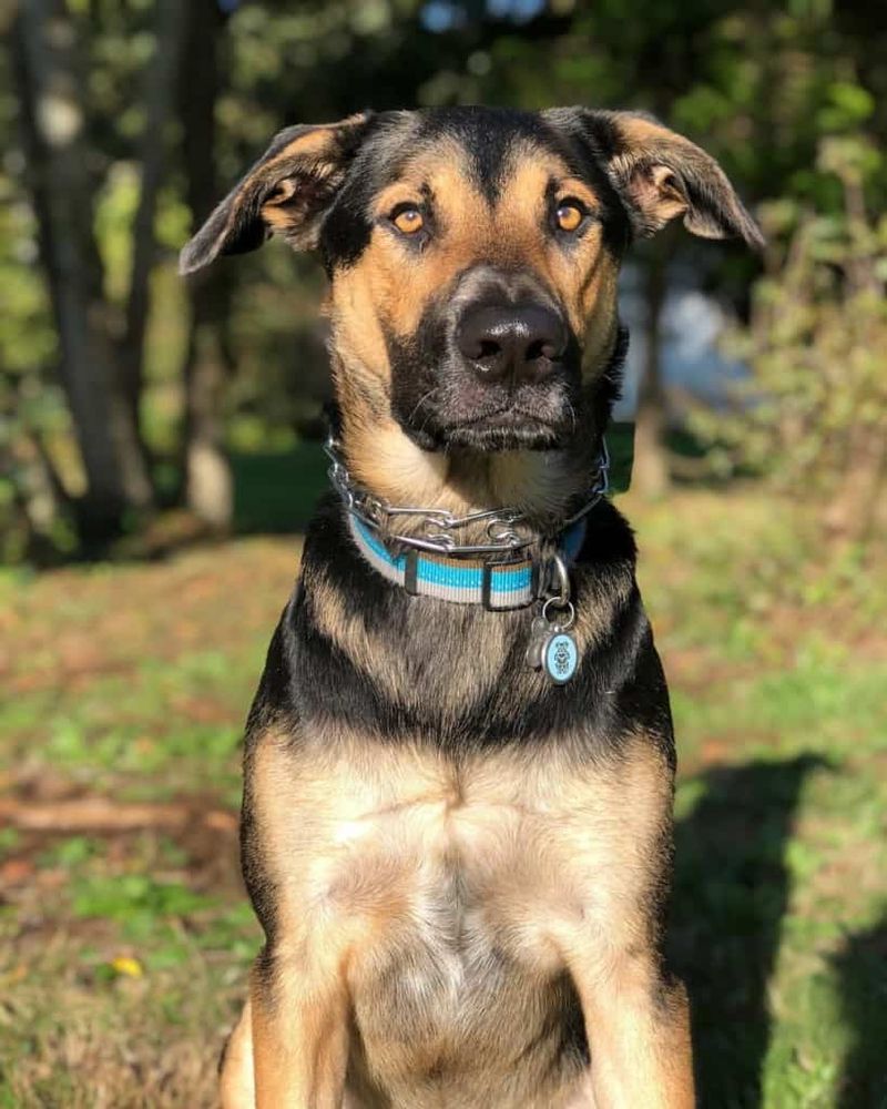 Shepherd Lab Mix