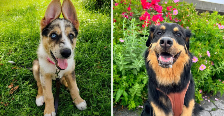 17 German Shepherd Mixes That Combine Brains And Brawn