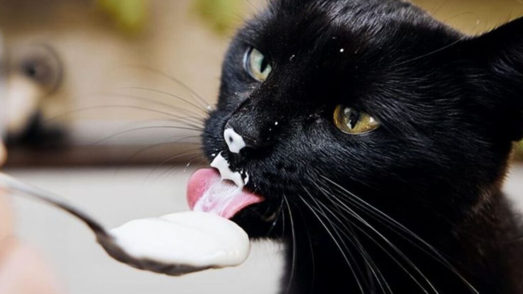 Cat Riding Food 17 Healthy Foods To Improve Your Cat's Diet