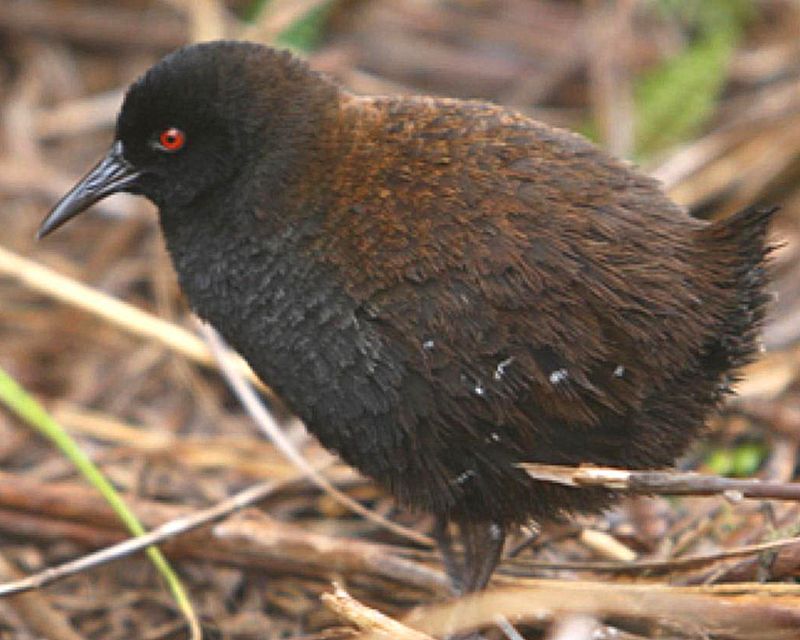 Inaccessible Island Rail