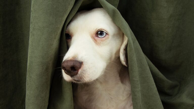 17 Human Habits Every Dog Hates (And 8 That Make Them Love You Even More)
