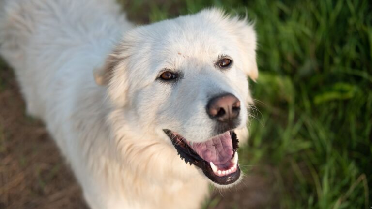 17 Independent Dog Breeds Perfect For Owners Who Are Often Away