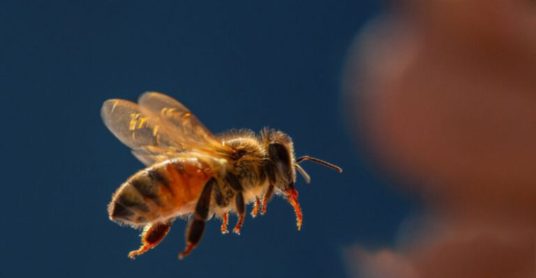 17 Key Species We Can't Afford To Lose