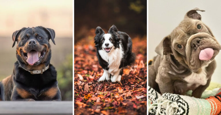 17 Loyal Dog Breeds That Love With Their Whole Hearts