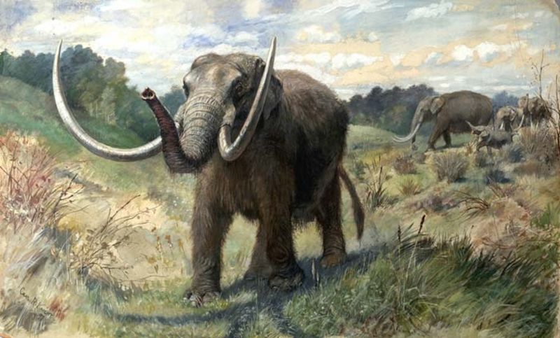 American Mastodon