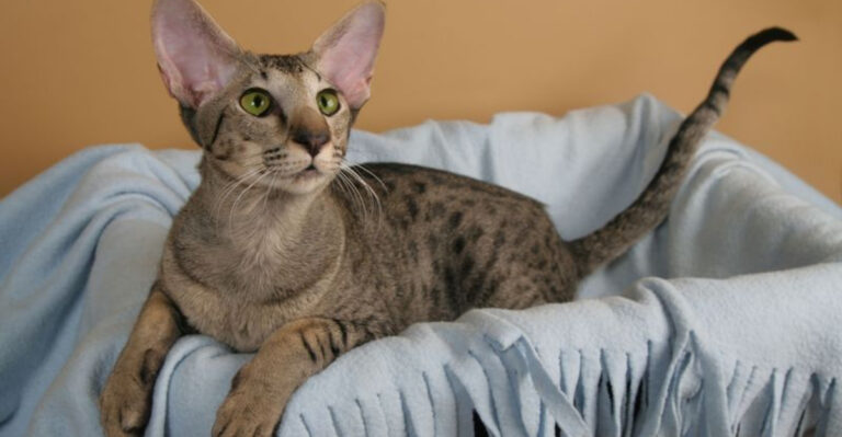 17 Purrfect Companion Cats That Will Get Along With Your Maine Coon