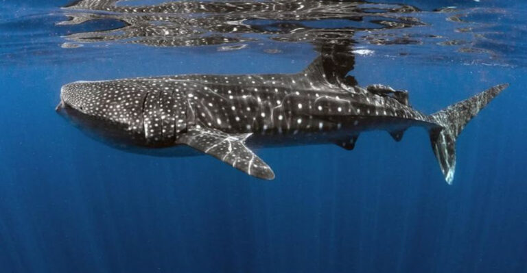 17 Sharks You Can Spot Off The Coast Of Texas