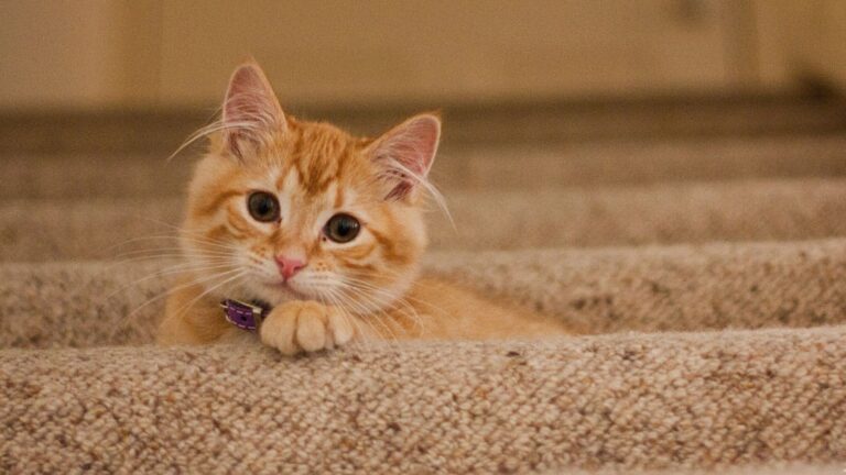 17 Ways To Show Your Cat You Care (And How They'll Truly Feel It)