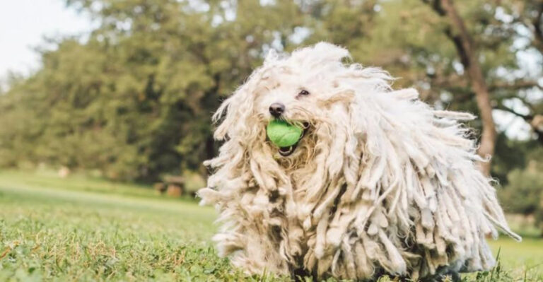 17 Adorable Fluffy Dogs That Look Like Living Mops