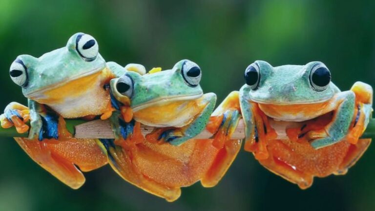 18 Bizzare Us Animal Laws You Won't Believe
