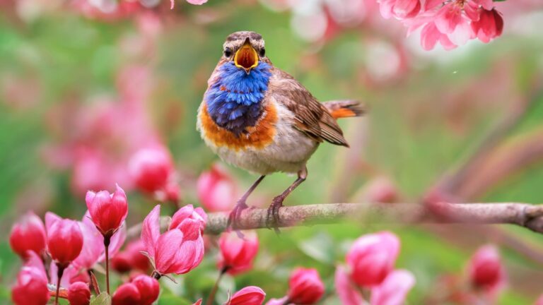 18 Fascinating Facts About Bird Sounds