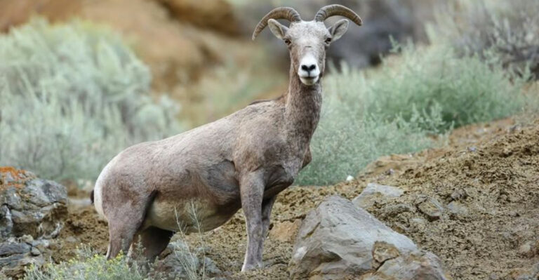 18 Endangered U.S. Animals Fighting For Survival
