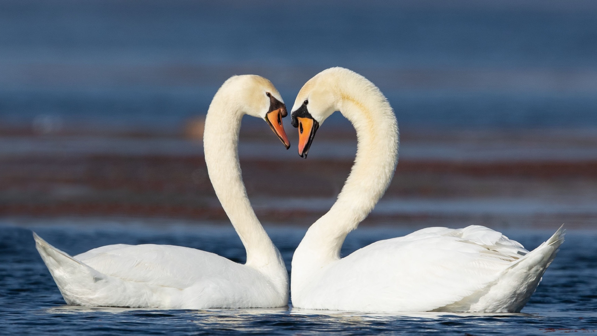 19 Animal Couples That Prove Love Is Everywhere This Valentine’s Day