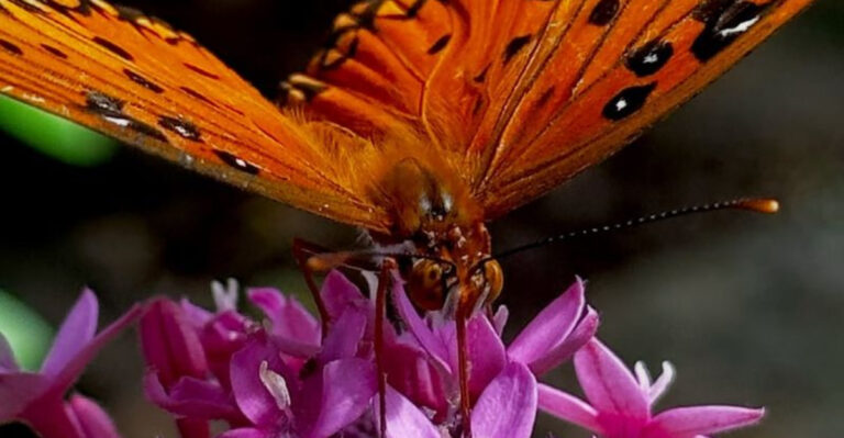 19 Animals That Can Sense Natural Disasters Before They Strike