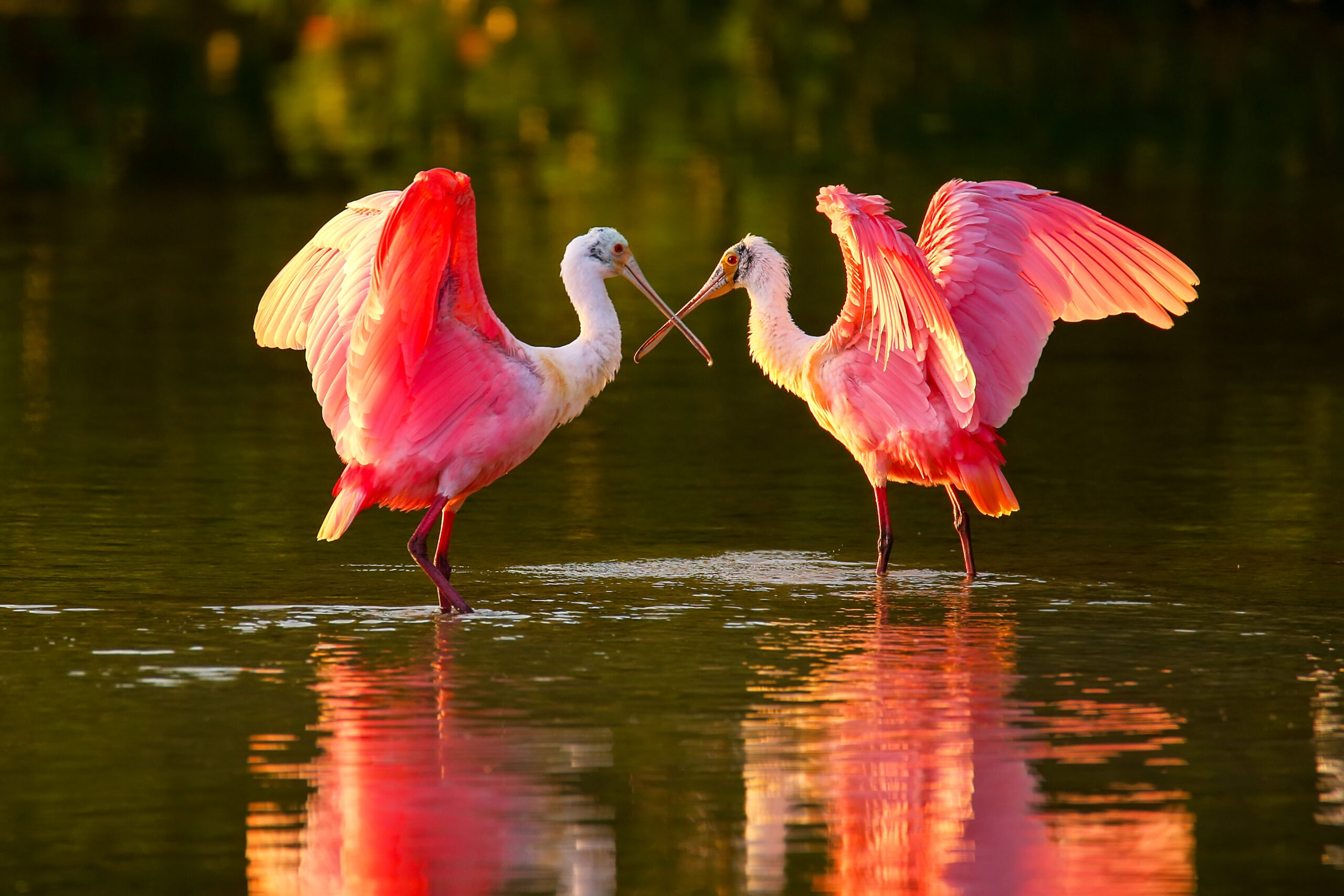 19 Awesome Types Of Beach Birds