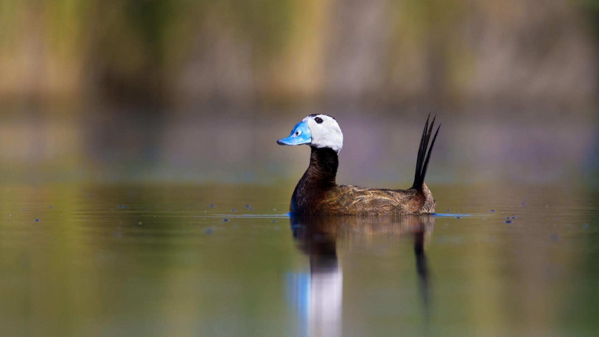 19 Birds With White Heads And How To Identify Each