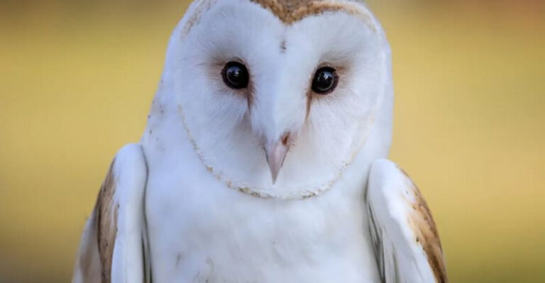 19 Breathtaking Birds You Can Spot Across The United States