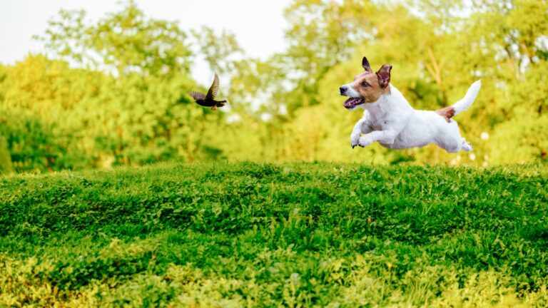 19 Creatures That Dogs Can't Stand