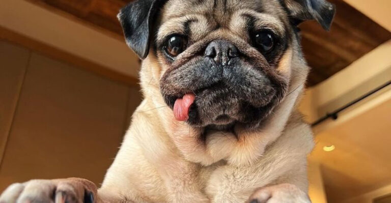 19 Most Annoying Dog Breeds That You Can Own