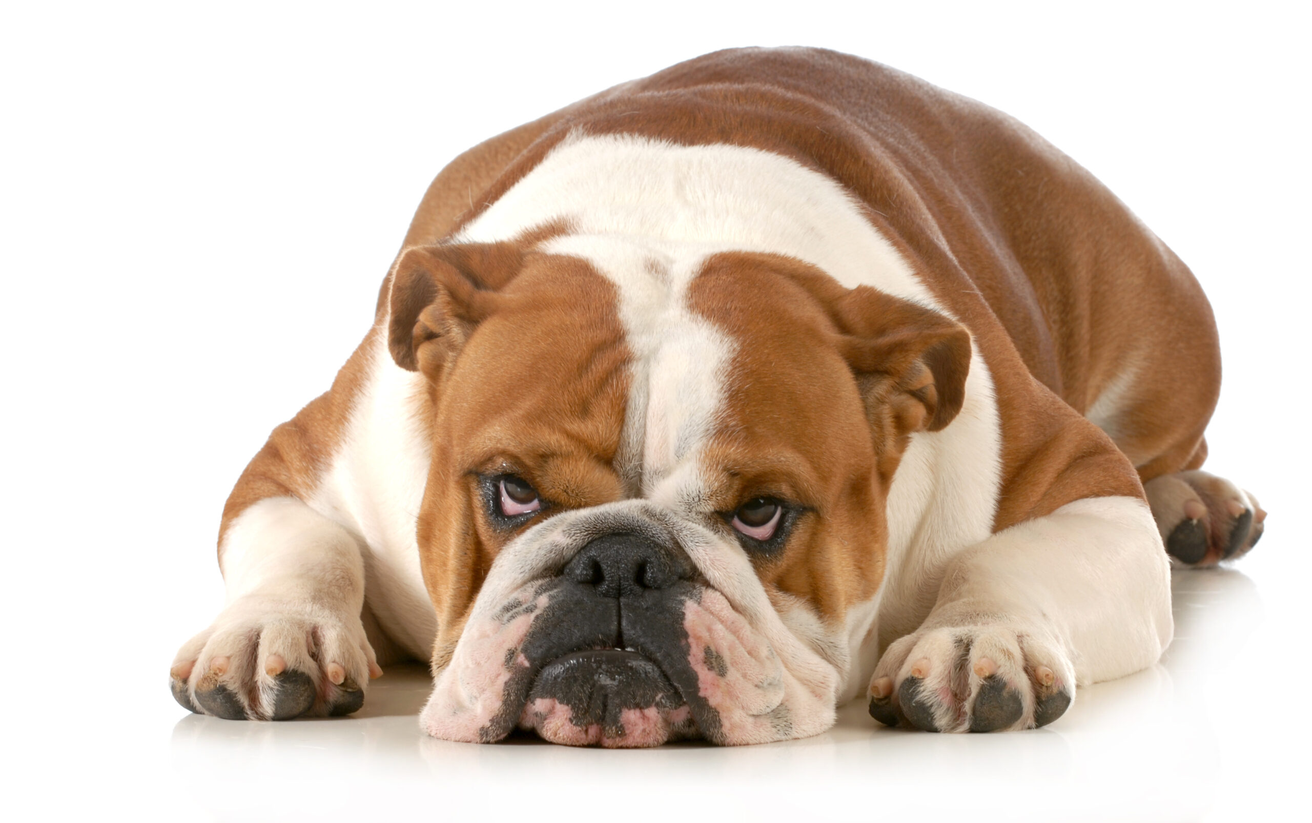 19 Signs Your Dog Is Mad At You (And How To Fix It)