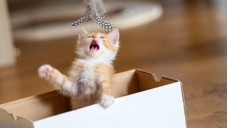 19 Ways To Entertain Your Indoor Cat