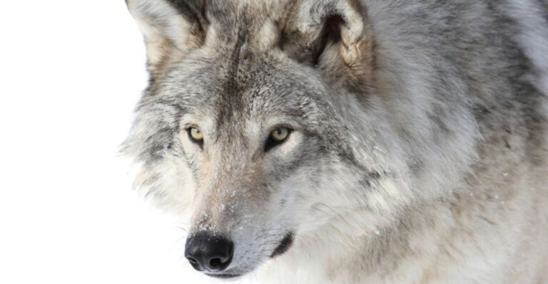 19 Wild Animals That Thrive In America’s Protected Wildlands