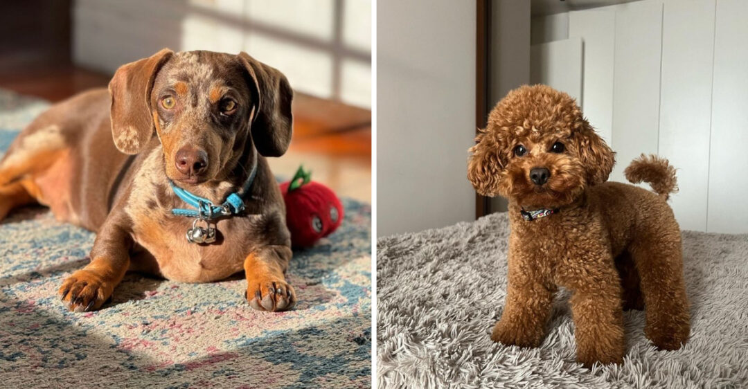 19 Dog Breeds That Make The Best House Pets