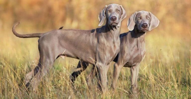 20 Aggressive Dog Breeds That Cannot Live With Cats