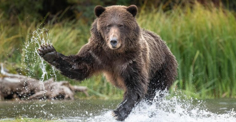 20 Animals That Will Go Out Of Their Way To Destroy Your Camping Gear