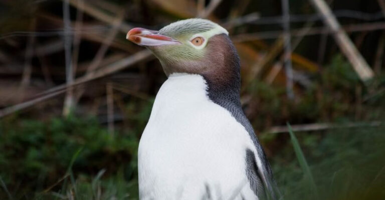 20 Bird Species On The Brink Due To Habitat Destruction