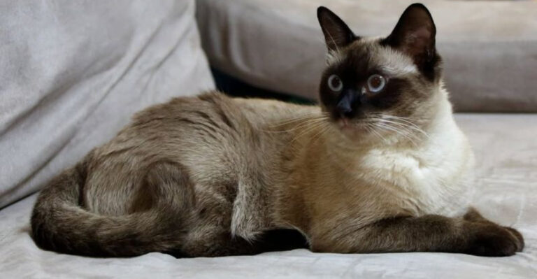 20 Cat Breeds Everyone Wants To Adopt
