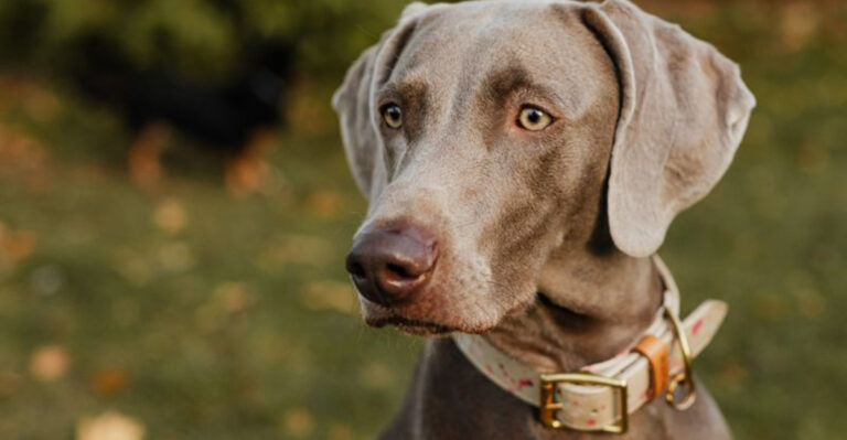 20 Dog Breeds Known For Higher Risks Of Dying Young