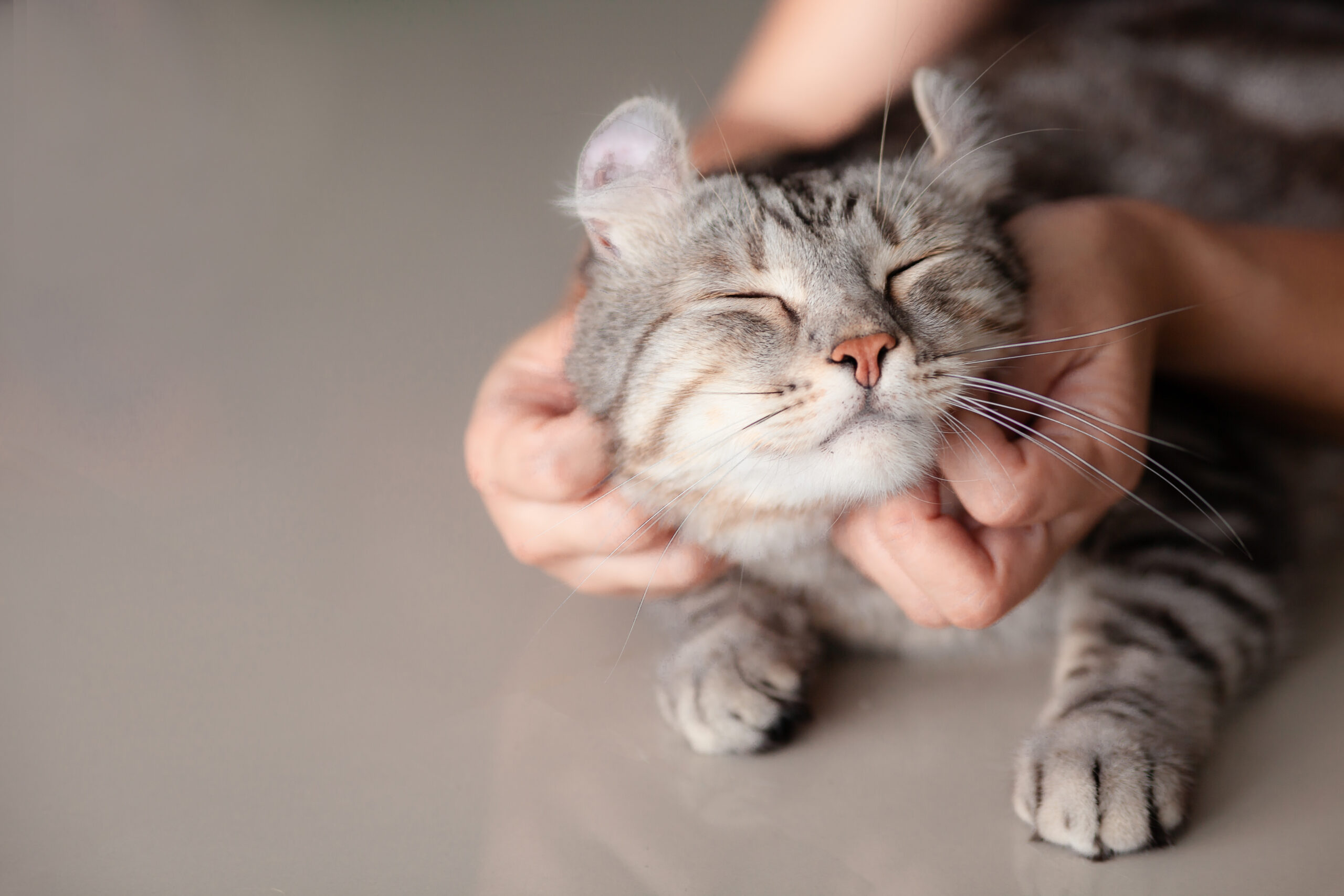 20 Friendliest Cat Breeds That Get Along With Everyone