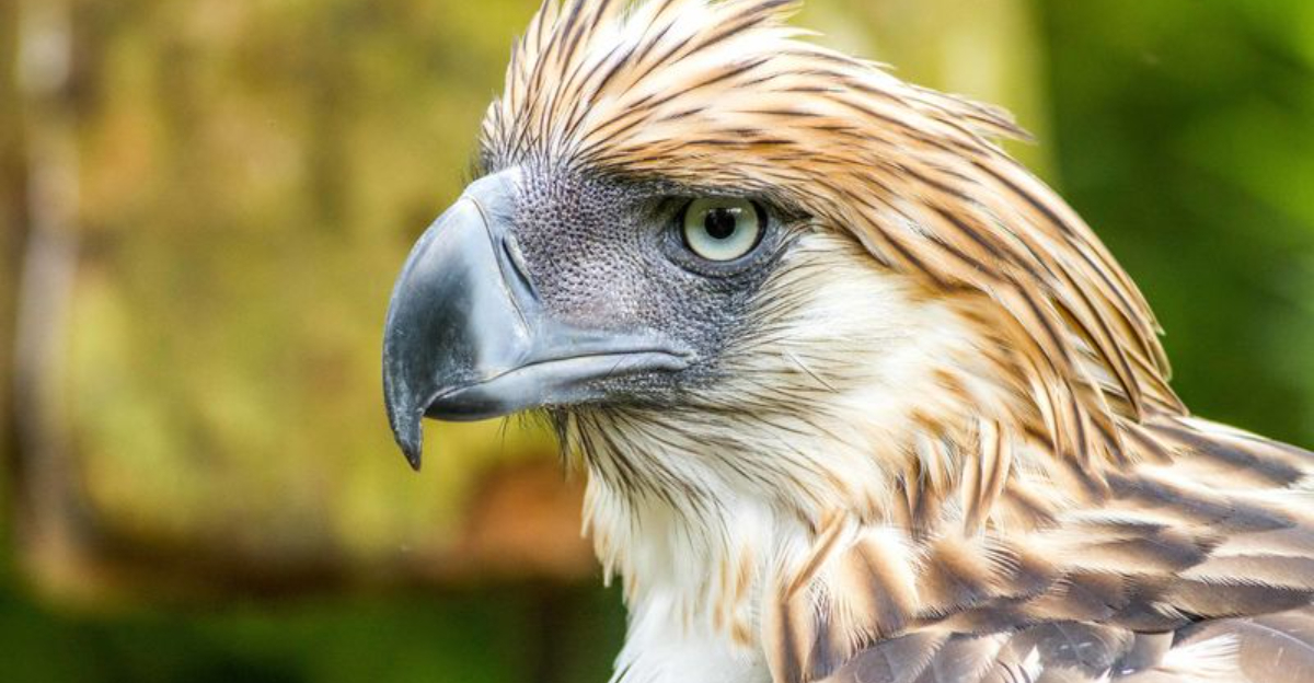 20 Mind-Blowing Facts About The Endangered Philippine Eagle