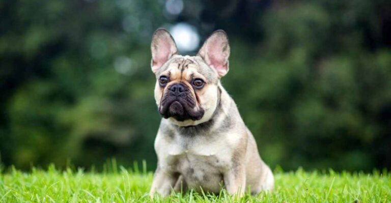 20 Most Protective Small Dog Breeds That Act Like Tiny Bodyguards