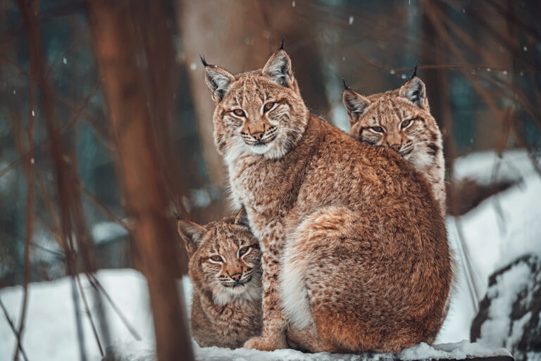 20 States In America Where You Can Keep Bobcats As Pets