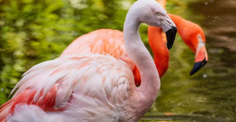 20 Times Birds Proved They Understand Humans Better Than We Think