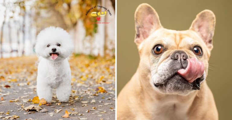 20 Ultimate Dog Breeds That Will Comfort You When You’re Down