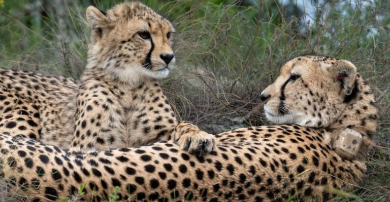 20 Animal Kingdom Matriarchs Who Rule The Roost
