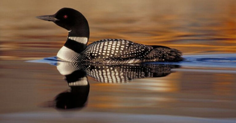 2025 ABA Bird Of The Year: 6 Fascinating Facts About Common Loons