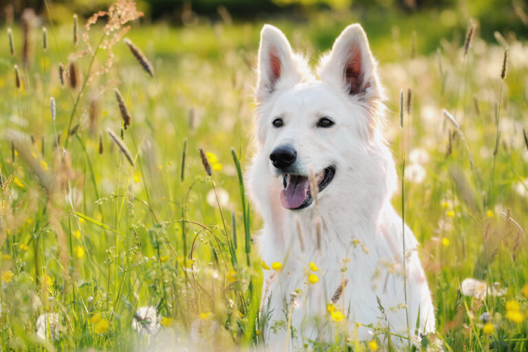 21 Facts You Didn’t Know About White-Coated German Shepherds